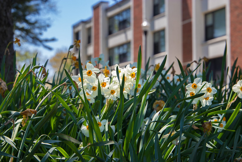 white flowers in front of Rowan University building