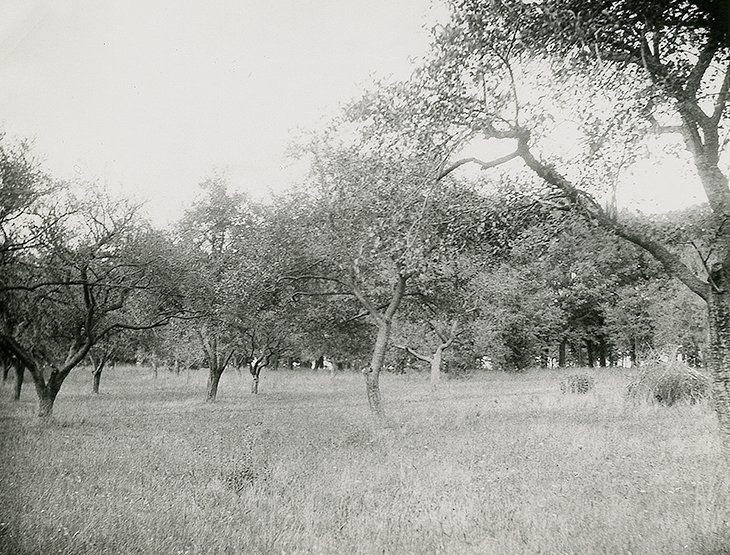1917 apple and peach orchards
