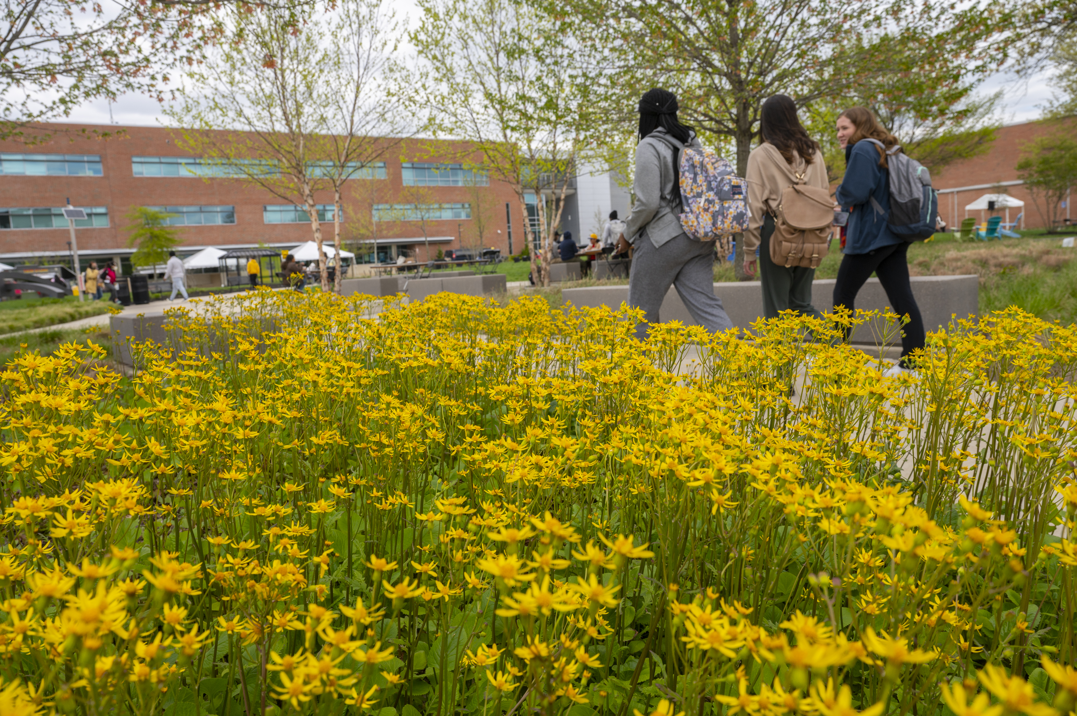 three students walking near a field of yellow flowers