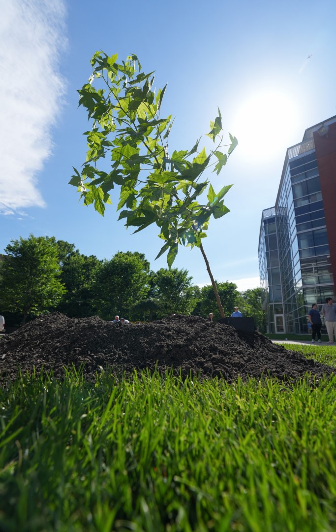 The Artemis Moon Tree against a blue sky.