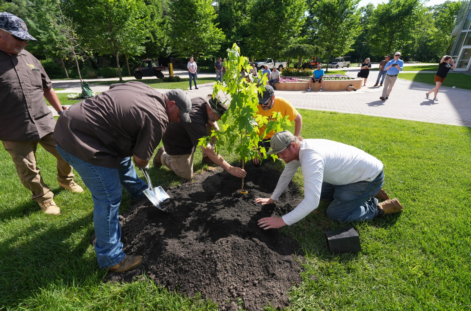 Workers pat down the dirt around the newly planted Moon Tree.