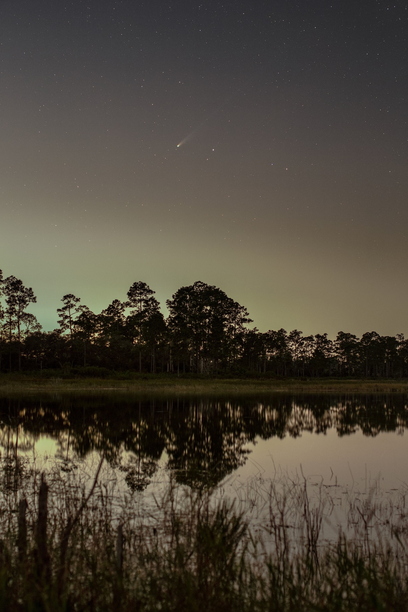 Comet Lemmon in a starry sky reflected in a lake at Ocala National Forest, FL.