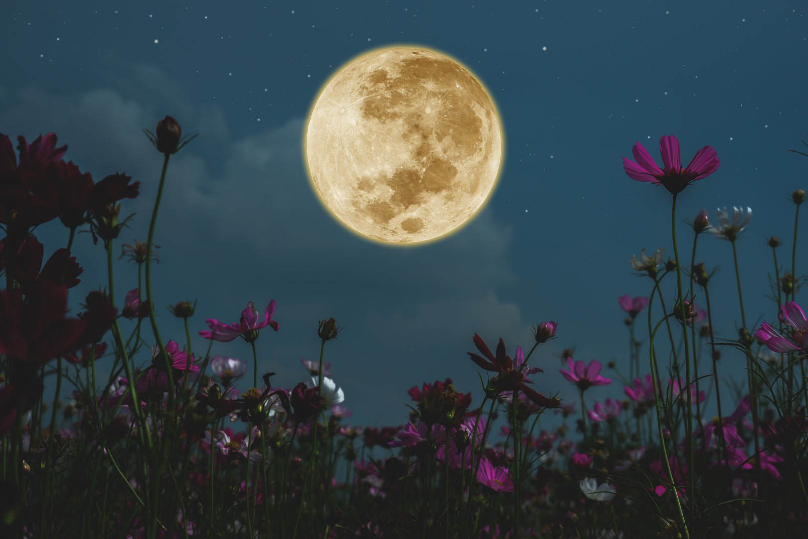 The full moon hangs in a starry sky above a field of purple flowers.