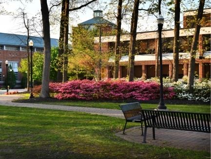 blooming bushes and bench on campus