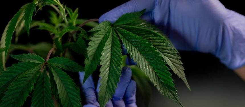 Hands wearing medical gloves holding a cannabis leaf.