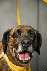 Jake (Boxer mix) & Amy